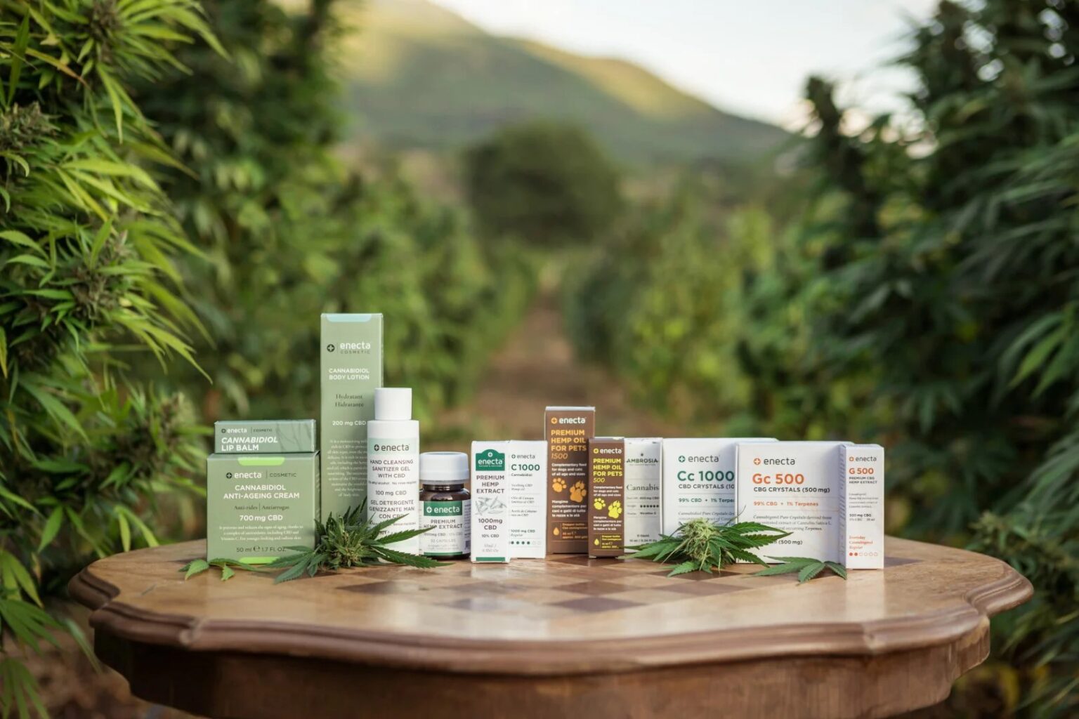 The Science Of Balance: How Enecta's CBD Products Promote Harmony And Vitality – BrandsReview